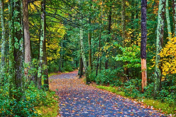 Image of Fall hiking trail covered in leaves through lush green woods