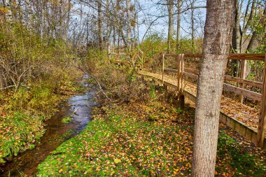 Küçük bir dereyle ormanın içinden geçen ve her yere düşen yapraklar.