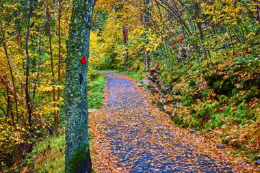 Sonbahar ormanı boyunca yürüyüş yolunun yanında yapraklarla kaplı ağaç resmi