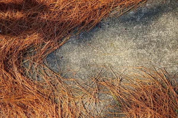 Image of Texture asset of tan pine needles covering cement ground