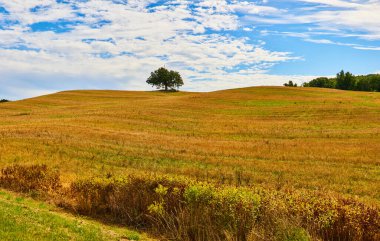 Lone Tree 'nin görüntüsü mavi gökyüzü ile altın tepe manzaralı güzel bir arazide dinleniyor.