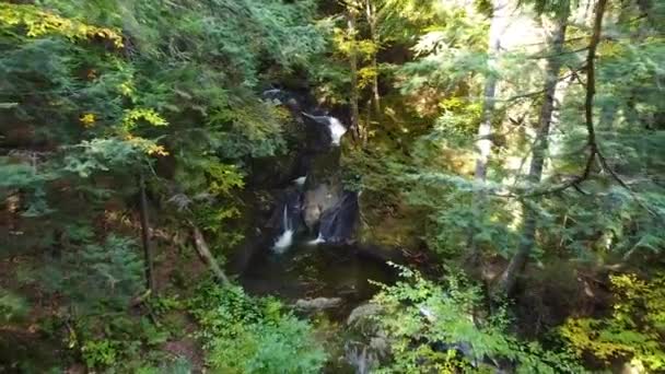 川の小さな滝まで混雑した森の中での航空のビデオ — ストック動画