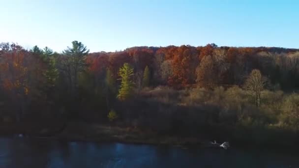 Video Antenn Fall Michigan Skogar Över Floden Med Sol Bländning — Stockvideo
