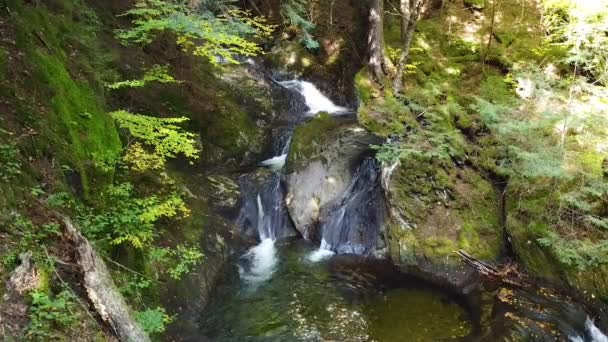 緑豊かな森の中に隠された小さな滝を見下ろす空中のビデオ — ストック動画