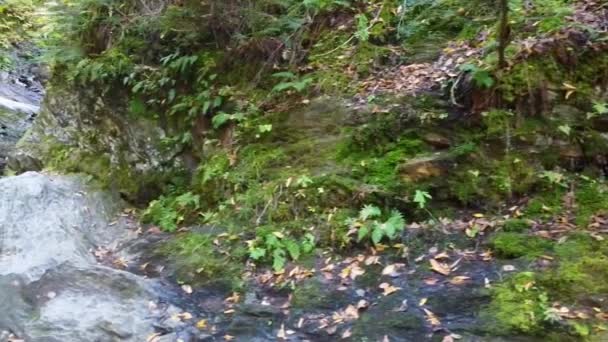 안개낀 바위와 낙엽으로 둘러싸인 세차게 휘몰아치는 폭포를 횡단하는 — 비디오