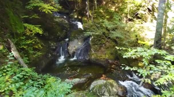 森の中の小さな隠された滝まで飛んで空中のビデオ — ストック動画