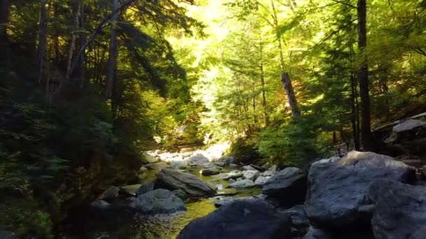 ニューヨークの秋の森の中の穏やかな川を空飛ぶ岩のビデオ — ストック動画