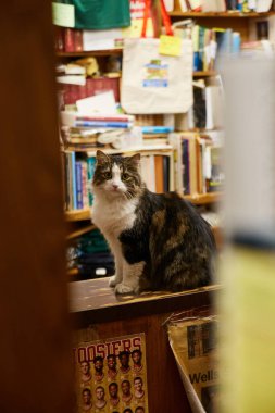 Hyde Brothers 'daki kitapçıda ya da kütüphanede masa başında oturan bir kedi resmi