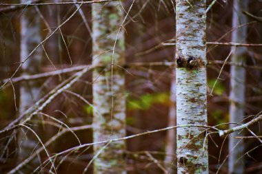Keskin sopalı Spindly ağaç dalları muhtemelen kavak veya huş ağacından beyaz ağaç kabuğu.