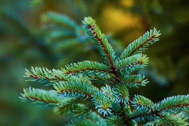 Yeşil çam iğnesinin soluk yeşil ve sarı arkaplan varlığıyla görüntüsü