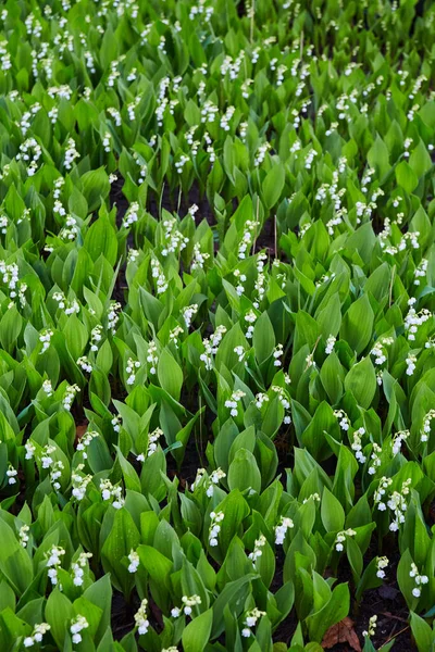 Obrázek Lily Údolí Bílé Zvonovité Květy Zelená Rostlina List Pozadí — Stock fotografie