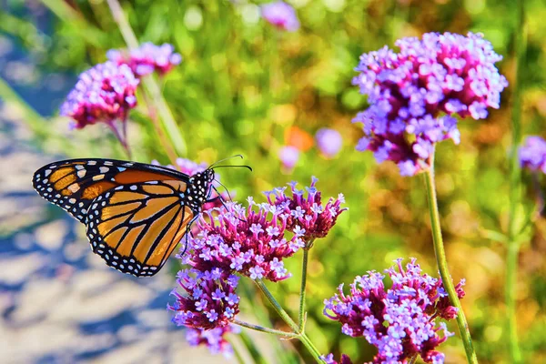 Image Papillon Monarque Nourrissant Pollinisant Des Fleurs Roses Violettes — Photo