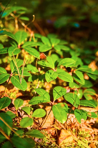 Obrázek Slunečního Paprsku Lesním Podkladu Zvýrazňující Zelené Rostliny Rostoucí Podlahy — Stock fotografie
