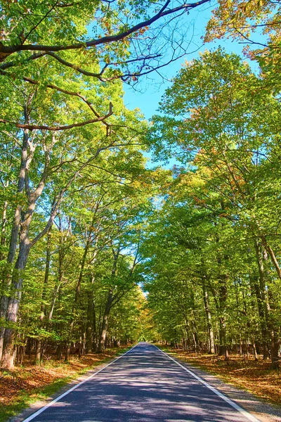 Imagem Céu Azul Brilhante Com Bosques Verdes Parque Florestal Caminho — Fotografia de Stock