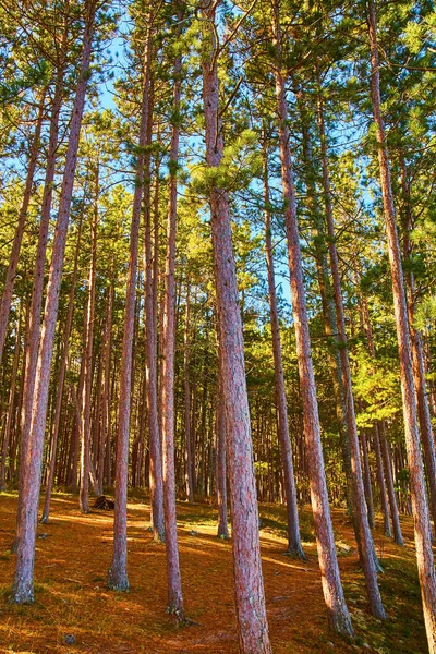 Képek Nyárról Erdőben Magas Vékony Fákkal Fenyőtűkkel Földön — Stock Fotó