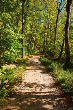 Yaz mevsiminde yemyeşil ormanda dolaşan Geniş Yol 'un görüntüsü