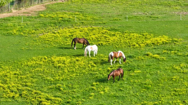 Image of Two paint horses of white and brown with two brown horses in grass field aerial