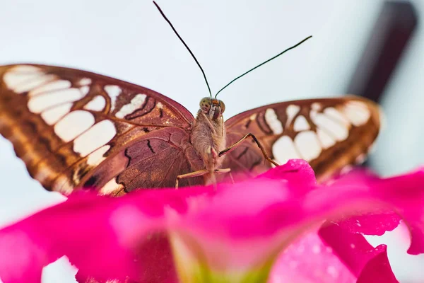 Parthenos Sylvia Kelebeği Nin Parlak Sıcak Pembe Bir Çiçekte Mothra — Stok fotoğraf