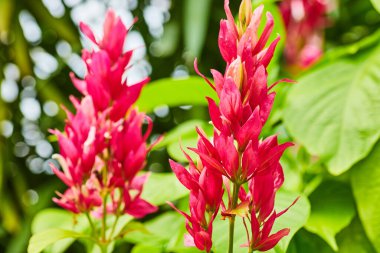Brezilya kırmızı pelerinli bitkisinin canlı ve parlak pembe yapraklı görüntüsü bir çiçeğe benziyor