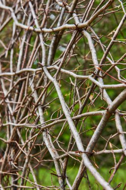Görünmez duvar arkası varlığı Bernheim Ormanı 'nın soyut doğal sarmaşıkların bükülmesi ve tırmanması.