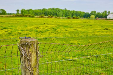 Üzerinde ölü sarmaşıklar ve yeşil tarlalar ve ormanla örülü tel örgüler olan ayrıntılı ahşap bir direk resmi.