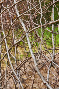 Sanatsal çalışmanın dikey arkaplan varlığına dolanmış ölü asmaların görüntüsü Oksijen