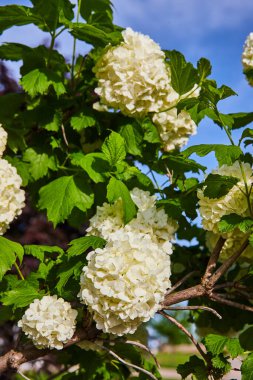 Kabarık beyaz ortanca hortensiya çiçeğinin arkaplanda filizlenen görüntüsü