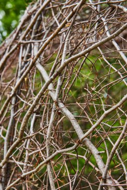 Bernheim Ormanı 'ndaki oksijenin bulanık ağaç zeminli sarmaşık topunun soyut resmi