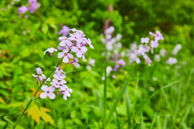 Yeşil bitki tepe fon varlığına karşı Roket Mor Çiçekleri
