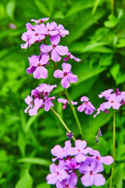 Dikey canlı mor kadınlar roket çiçekleri görüntüsü canlı yeşil bulanık arkaplan varlığı