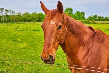 Kafası çite yakın meraklı kestane atı görüntüsü sahada duruyor.