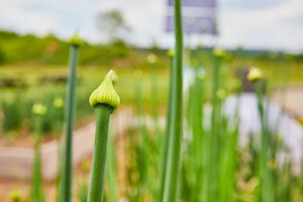 Image of Tall stems with budding flowers getting ready to bloom in spring and blurred park background