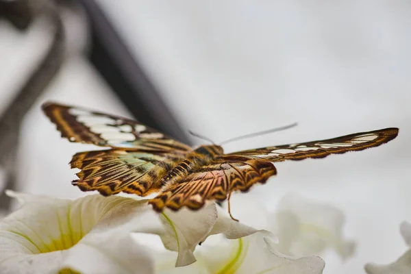 Parthenos Sylvia Kelebeği Nin Güzel Beyaz Çiçeklerden Kalkmaya Hazır Kanatları — Stok fotoğraf