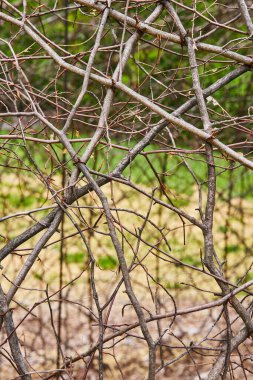Bernheim Ormanı Oksijen Sanatında soyut sanatta bükülen ve kıvrımlı sarmaşık duvarı görüntüsü