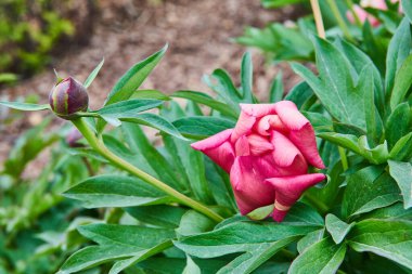 Yakın çiçek tomurcuğuyla birlikte yaz mevsiminde, kısmi çiçek açan Ateşli pembe çiçek görüntüsü