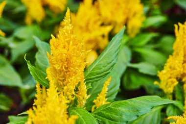 Celosia 'nın parlak sarı pampa tüyleri ve canlı yeşil fon varlığıyla görüntüsü