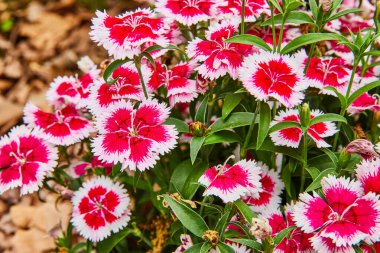 Sersemletici Çin görüntüsü Pembe Dianthus Chinensis çiçek açan arka plan varlığı