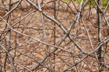 Bernheim Ormanı 'ndaki oksijenin sarmaşıkların görüntüsü.