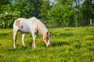 Sarı tarlada otlayan beyaz ve kahverengi renkli at ve orman arka planında güneşli bir ışık.