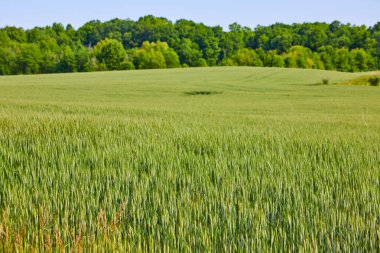 Yeşil taneciklerden oluşan büyük bir alan ve ormanın arka planında bulunan deliğin görüntüsü