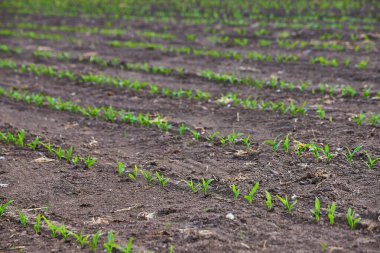 Arka plandaki varlık görüntüsü çiftçi tarlasında filizlenen küçük yeşil mahsul sıralarını düzenliyor.