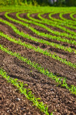 Bir çiftçi tarlasında büyüyen bitkilerin eğri yolları.