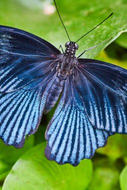 Yeşil bitkinin üzerinde açık mavi ve gümüş kanatlı Papilio Memnon Kelebeği görüntüsü