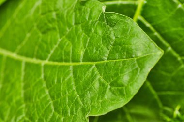 Parlak yeşil yaprak arkaplan varlığının resmi