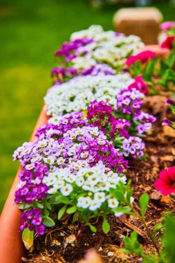 Kil saksının içinde çiçek açan küçük mor ve beyaz Alyssum çiçekleri