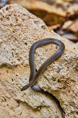 Kaya yarığından çıkan sevimli, genç, kaba dünya yılanı görüntüsü.