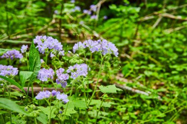 Mor çiçek demeti, lavanta renkli taç yaprakları, Büyük Waterleaf çalısı, çiçek açan bitkiler.