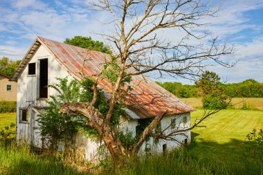 Çürümüş ve aşırı büyümüş terk edilmiş beyaz kır evinin yanındaki ölü ağaç resmi