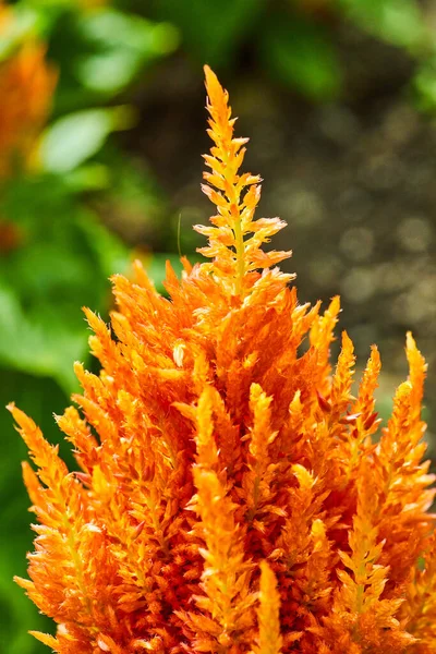 Imagen Vertical Orange Celosia Flamma Tropical Flower Blurred Background — Foto de Stock