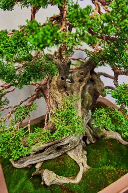 Gövdesinde delikler ve kıvrımlı kökleri yeşil yosun yataklarında büyüyen Hinoki Cypress bonsai ağacı.